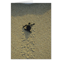 Tortue verte, (mydas de Chelonia), hatchling Carte De Vœux