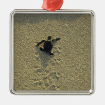 Tortue verte, (mydas de Chelonia), hatchling Décorations Pour Sapins De Noël