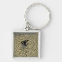 Tortue verte, (mydas de Chelonia), hatchling Porte-clef