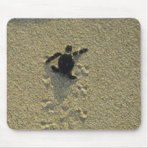 Tortue verte, (mydas de Chelonia), hatchling Tapis De Souris