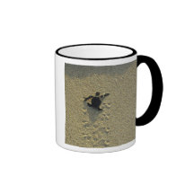 Tortue verte, (mydas de Chelonia), hatchling Tasse