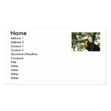 Toucan in the Jungle Business Cards