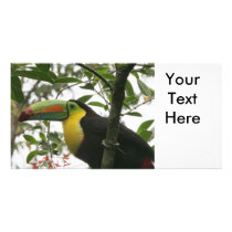 Toucan in the Jungle