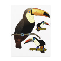 Toucan Post Card