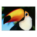 Toucan Waterpainting Cartes De Vœux