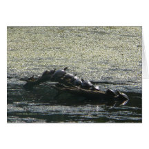 Tour de tortues cartes de vœux