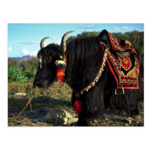 Tourist yak, Tibet Post Card