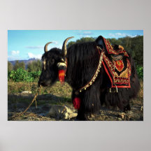Tourist yak, Tibet Posters