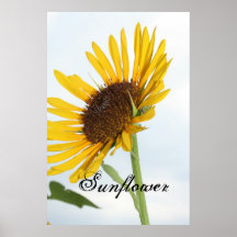 Tournesol Poster