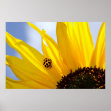 Tournesol et ami affiches