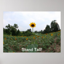tournesol grand posters