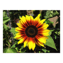 Tournesol par la copie de photo de barrière
