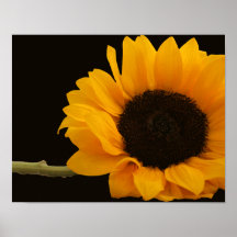 Tournesol sur l'affiche noire