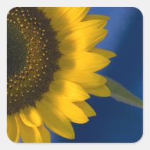 Tournesol sur l'autocollant de carré de bleu