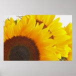 Tournesol triple poster