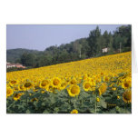 Tournesols 4 greeting card
