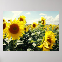 Tournesols Affiches