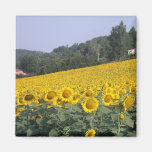Tournesols, aimant