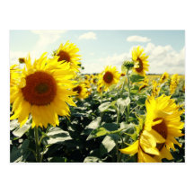 Tournesols Carte Postale