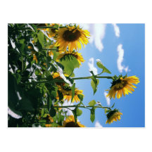 Tournesols Carte Postale