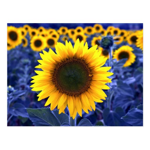 Tournesols Cartes Postales