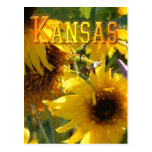 Tournesols d'ours de nounours : Le Kansas Cartes Postales