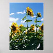 Tournesols Posters