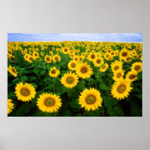 Tournesols pour toujours posters
