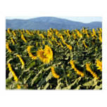 Tournesols, Toscane, Italie Cartes Postales