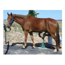 Tout le soin de maréchal-ferrant de cheval d'occas cartes postales