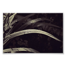 Toutes les (non) couleurs du jardin photographie d’art