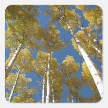 Towering Aspens (13) Stickers