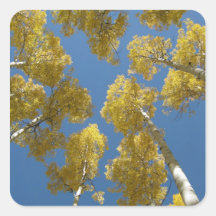 Towering Aspens (14) Stickers