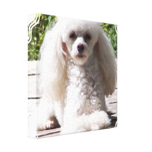 Toy Poodle Canvas Print