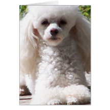 Toy Poodle Greeting Cards