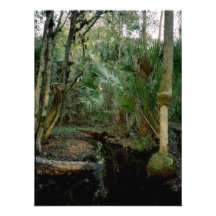 Tracey Branch. Triple N Ranch, Osceola Co, Fl. Photographic Print