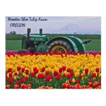 Tractor in the Tulip Fields Post Cards
