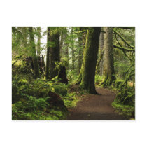 Trail Amongst Giants Postcards
