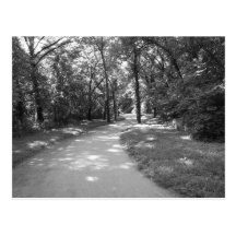 Trail through the Woods Post Card