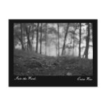 Trail through the Woods Post Cards