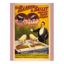 Trained Pigs Circus Poster Postcards