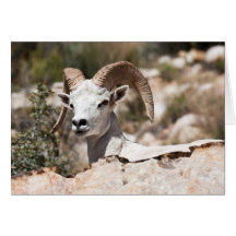 Tranquil Beast Greeting Card