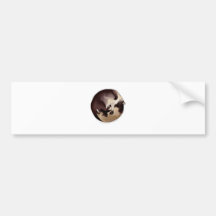 Tranquil Siamese Bumper Sticker