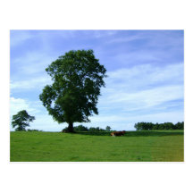 Tranquilidad Tarjetas Postales