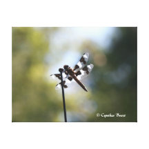 Tranquillity Canvas Print