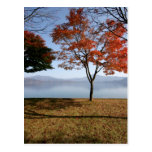 Tranquillity Postcard