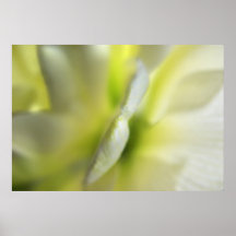 Transluscent Spring Flower Poster