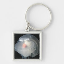 Transparent Sea Slug 2 Keychains