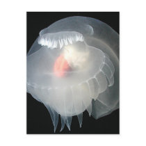 Transparent Sea Slug 2 Postcards
