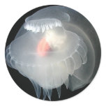Transparent Sea Slug 2 stickers
